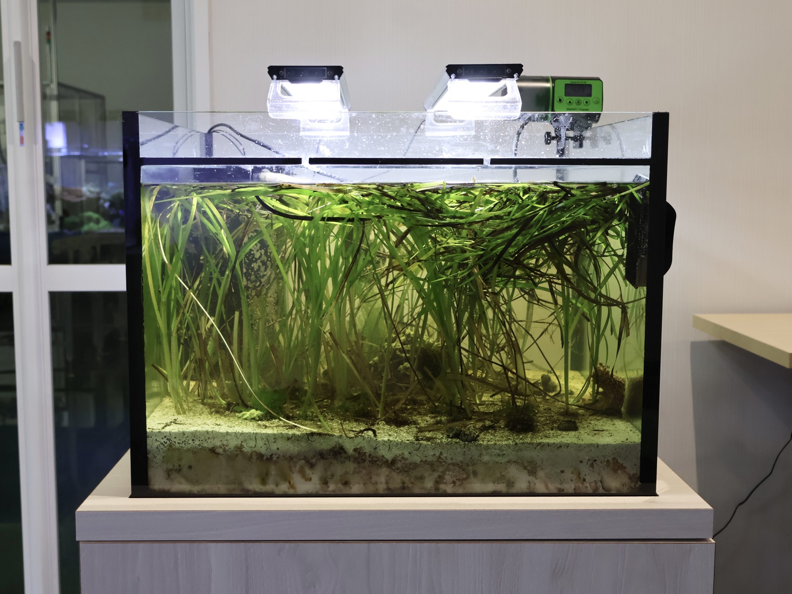 日本初、『生物研究の一般化』を実証【アマモの開花・結実】